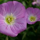 GG88 675 Seeds Primrose Evening Showy Pink Usa Items  USA Warehouse