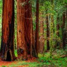 GG88 Seeds Redwood Coastal California Tree Sequoiadendron Sempervirens Usa USA Warehouse