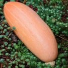 GG88 20 Seeds Squash Banana Pink Heirloom Usa  USA Warehouse