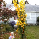 GG88 1Seeds Sunflower Maximilian Perennial Yellow  USA Warehouse