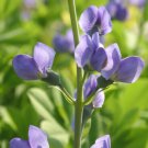 GG88 31 Seeds Indigo Blue Perennial Wildflower Usa  USA Warehouse