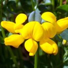 GG88 2500 Seeds Bird'S Foot Trefoil Perennial Yellow  USA Warehouse