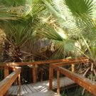 GG88 20 Seeds Palm California Fan Washingtonia Filifera  USA Warehouse