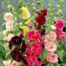 GG88 22 Seeds Hollyhock Summer Carnival Mix  USA Warehouse