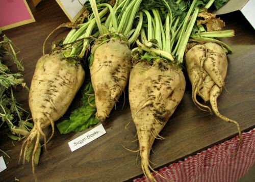 GG88 110 Seeds Beet Sugar Make Your Own Sugar Usa  USA Warehouse