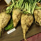 GG88 110 Seeds Beet Sugar Make Your Own Sugar Usa  USA Warehouse