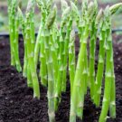 GG88 110 Seeds Asparagus Mary Washington Perennial  USA Warehouse