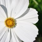 GG88 210 Seeds Cosmos White Psycho Annual Flower  USA Warehouse