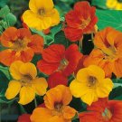 GG88 27 Seeds Nasturtium Tom Thumb Mix Edible Flower Dwarf  USA Warehouse