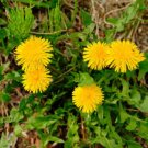 GG88 100 Seeds Dandelion Edible Greens  USA Warehouse