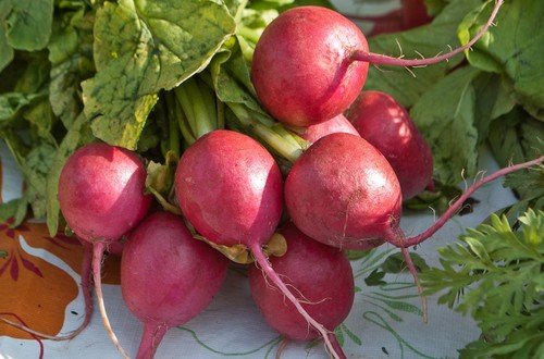 GG88 360 Seeds Radish Comet Red White Inside Usa  USA Warehouse