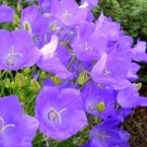 GG88 560 Seeds Tussock Bellflower Campanula Lavender Blu *  USA Warehouse