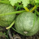 GG88 16 Seeds Squash Zucchini Round Summer Usa  USA Warehouse