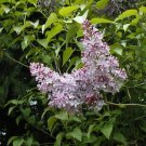 GG88 140 Seeds Lilac Old Fashioned Bush Syringa Vulgaris  USA Warehouse