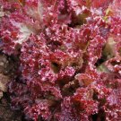 GG88 250 Seeds Lettuce Lolla Rosa Red Leaf Usa  USA Warehouse