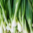 GG88 155 Seeds Onion Bunching Tokyo Long White Usa  USA Warehouse