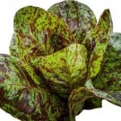 GG88 195 Seeds Lettuce Romaine Freckles Salad Greens Usa  USA Warehouse