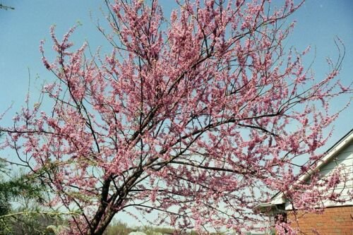 GG88 40 Seeds Redbud Eastern Tree Pink Usa  USA Warehouse