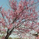 GG88 40 Seeds Redbud Eastern Tree Pink Usa  USA Warehouse