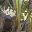GG88 7 Seeds Bird Of Paradise Giant White House Plant Usa  USA Warehouse