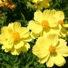 GG88 90 Seeds Cosmos Yellow Tall Flowers Sulpher Usa  USA Warehouse