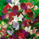 GG88 39 Seeds Sweet Pea Old Spice Mix Lathyrus Odoratus @  USA Warehouse