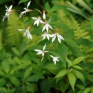 GG88 Indian Physic White Perennial Flower 39 Seeds * Us Usa USA Warehouse
