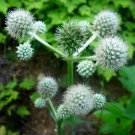 GG88 105 Seeds Rattlesnake Master Perennial White Usa  USA Warehouse