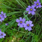 GG88 65 Seeds Blue Eyed Stout Blue Eyed Grass * Usa  USA Warehouse