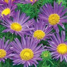 GG88 150 Seeds Tahoka Daisy Prairie Aster Blue *  USA Warehouse