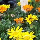 GG88 40 Seeds Gazania Sunshine Mix Perennial Perennial  USA Warehouse