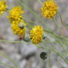 GG88 58 Seeds Greenthread Wildflower Yellow Flower Navajo Tea 15 USA Warehouse