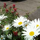 GG88 600 Seeds Daisy Shasta Alaska Perennial White  USA Warehouse