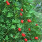 GG88 24 Seeds Cardinal Climber Vine Hummingbirds Red Flower  USA Warehouse