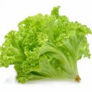 GG88 250 Seeds Lettuce Tango For Salad Greens Usa* USA Warehouse GG88 250 Seeds Lettuce Tango For Salad Greens Usa* USA Warehouse
