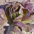 GG88 500 Seeds Lettuce Red Cimmaron Salad Greens Romaine  USA Warehouse