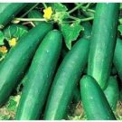 GG88 60 Seeds Cucumber Straight Eight Pickling Too Usa  USA Warehouse