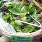 GG88 1000 Seeds Lettuce Gourmet Salad Greens Mix  USA Warehouse