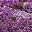 GG88 675 Seeds Alyssum Royal Carpet Purple Annual Flower  USA Warehouse