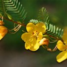 GG88 254 Seeds Partridge Pea Sleeping Sensitive Plant  USA Warehouse