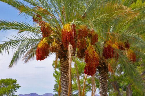 GG88 10 Seeds Palm Date Tree Phoenix Dactylifera Usa  USA Warehouse
