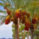 GG88 10 Seeds Palm Date Tree Phoenix Dactylifera Usa  USA Warehouse