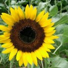 GG88 22 Seeds Sunflower Taiyo Japanese Heirloom Easy Sun  USA Warehouse