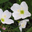 GG88 280 Seeds White Evening Primrose Rare Perennial * Usa  USA Warehouse