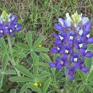 GG88 45 Seeds Texas Bluebonnet Tx State Flower USA Warehouse