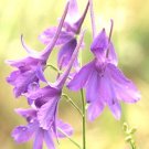 GG88 860 Seeds Larkspur Delphinium Consolida Flower Usa  USA Warehouse