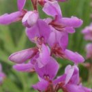 GG88 100 Seeds Trefoil Showy Tick Perennial Pink Usa  USA Warehouse