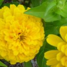 GG88 145 Seeds Zinnia Canary Yellow Flower Usa  USA Warehouse