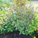 GG88 225 Seeds Basil Cinnamon Scented Herb Usa 15Shps  USA Warehouse