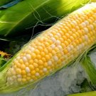 GG88 23 Seeds Corn Peaches And Cream BiColor Sweet Usa  USA Warehouse